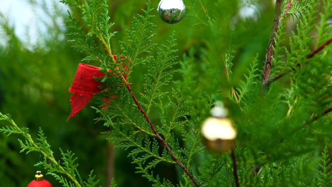 Get It Growing: Evergreen trees have multiple uses